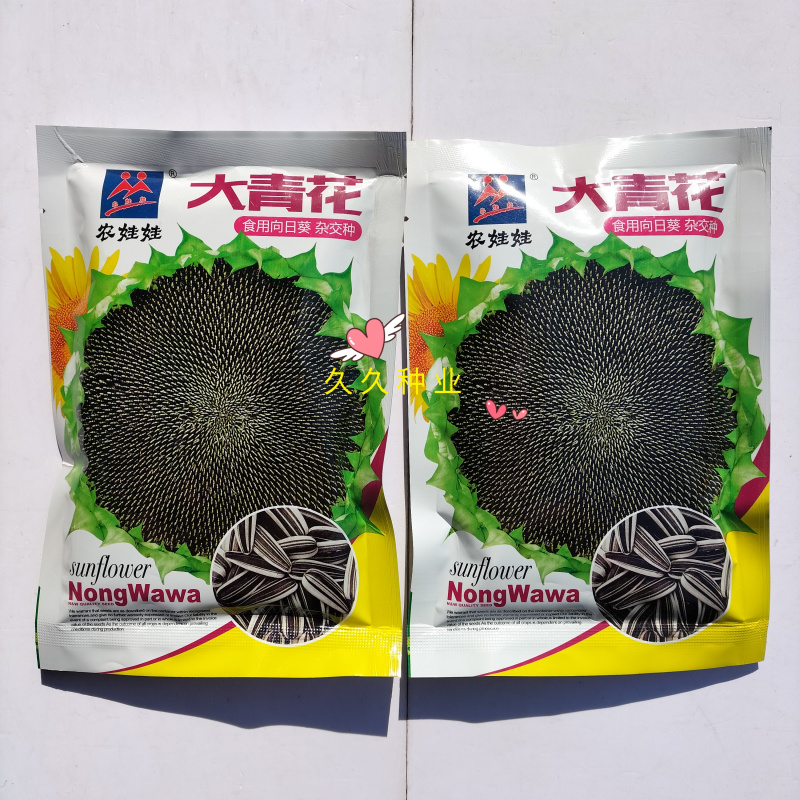 农娃娃大青花食用向日葵种子杂交种大粒香葵种籽早熟春夏播种