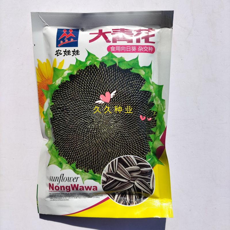 农娃娃大青花食用向日葵种子杂交种大粒香葵种籽早熟春夏播种