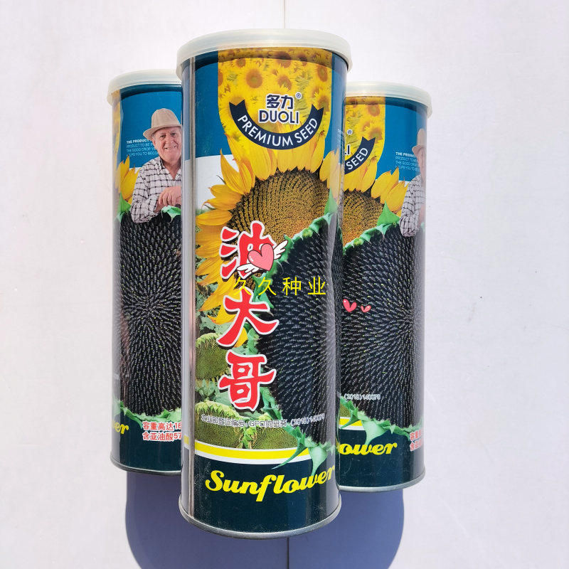 多力油大哥向日葵种子早熟矮大头油葵种籽抗病春夏季播种高产