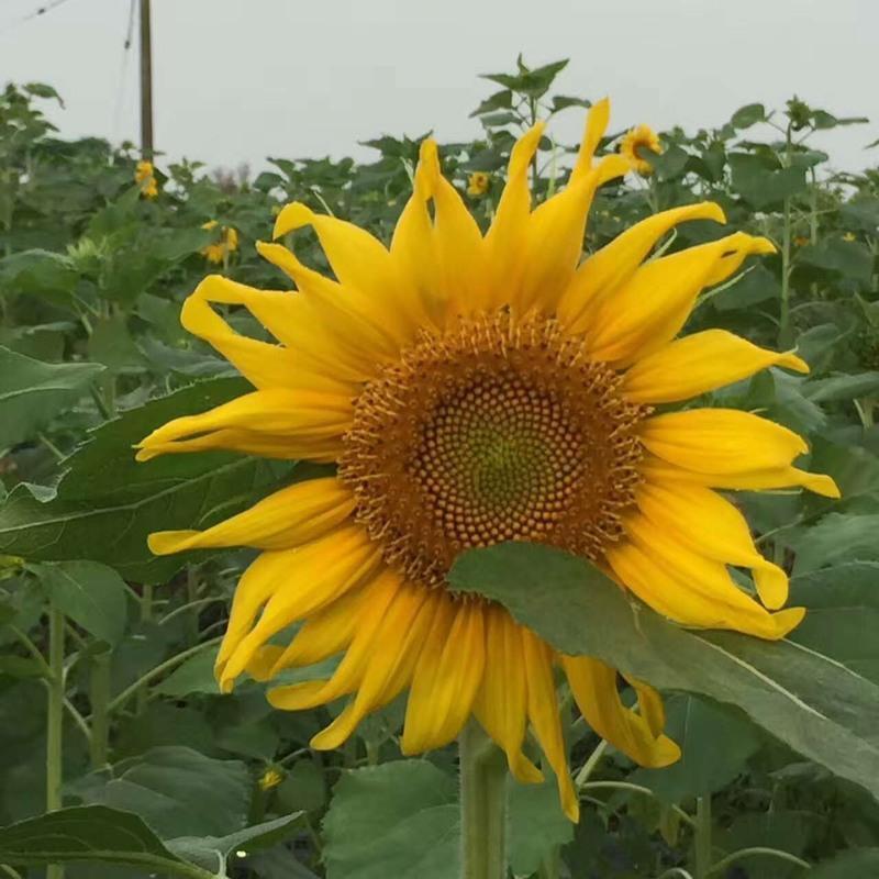NWS618法兰西超级矮大头向日葵种子矮杆抗倒伏油葵种籽