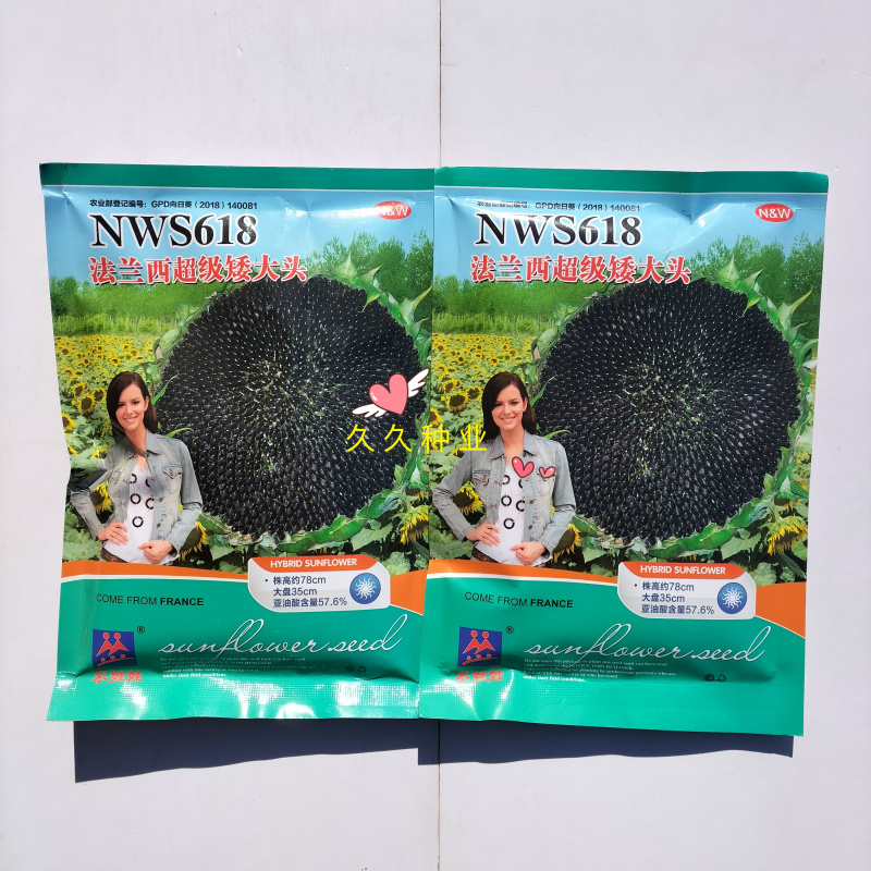 NWS618法兰西超级矮大头向日葵种子矮杆抗倒伏油葵种籽