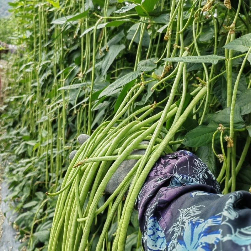 玉农翠绿王子杂交豆角种子厚肉长豇豆无鼠尾抗性强耐早衰丰产