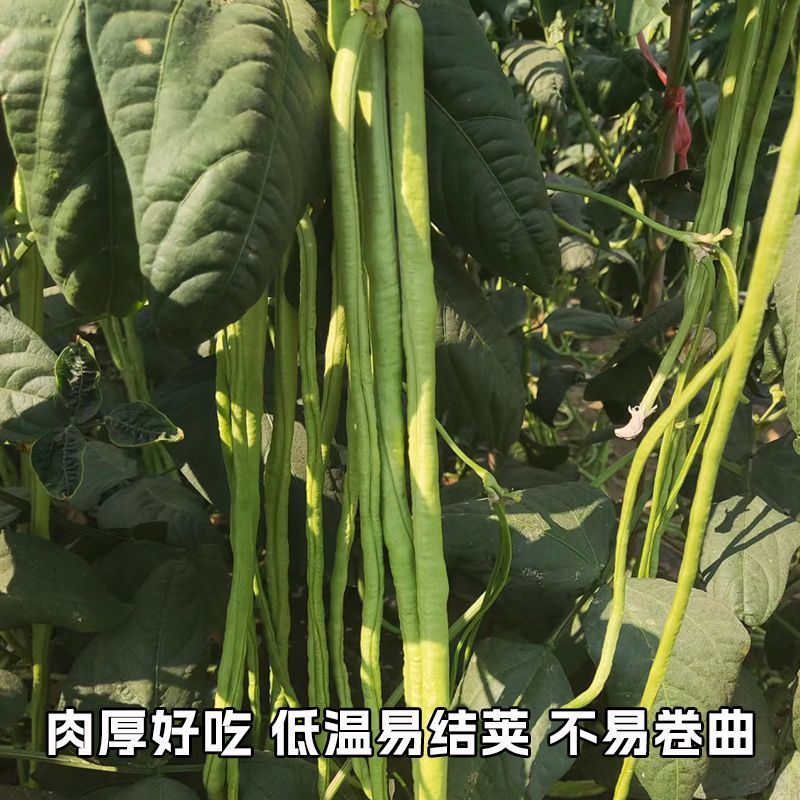 玉农翠绿王子杂交豆角种子厚肉长豇豆无鼠尾抗性强耐早衰丰产