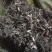 艾草，大艾草，家艾草全棵大艾草。大量供货规格齐全。