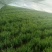 杆青和黑铁坨