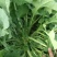 板蓝根青菜