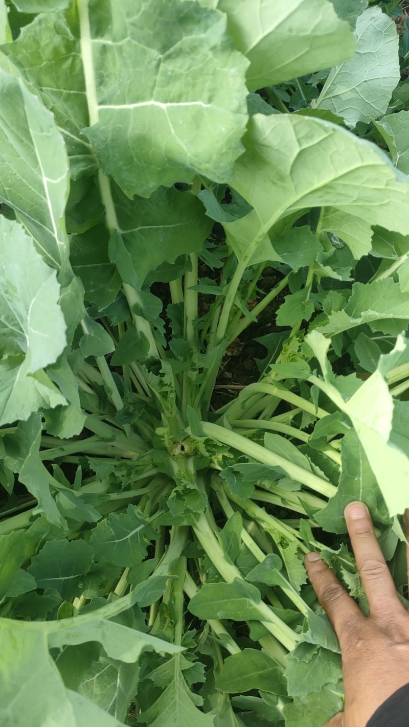 板蓝根青菜