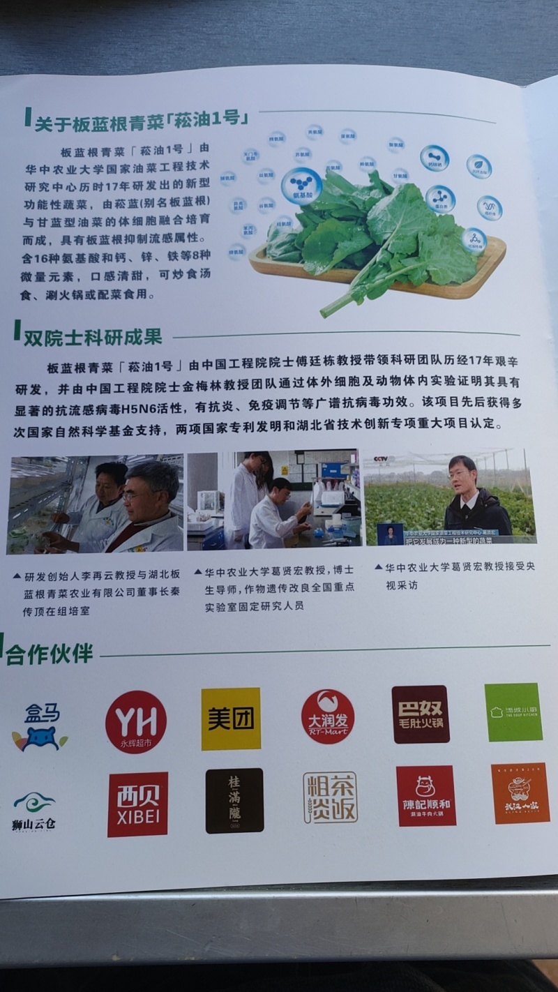 板蓝根青菜