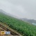 板蓝根青菜