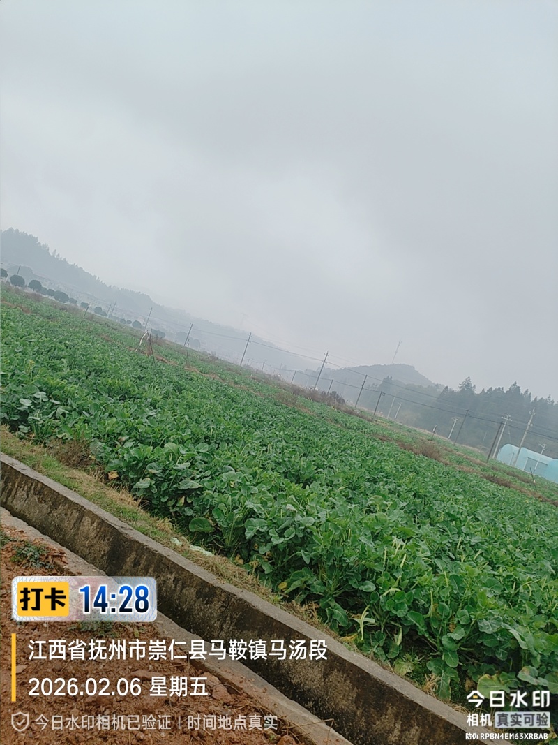 板蓝根青菜