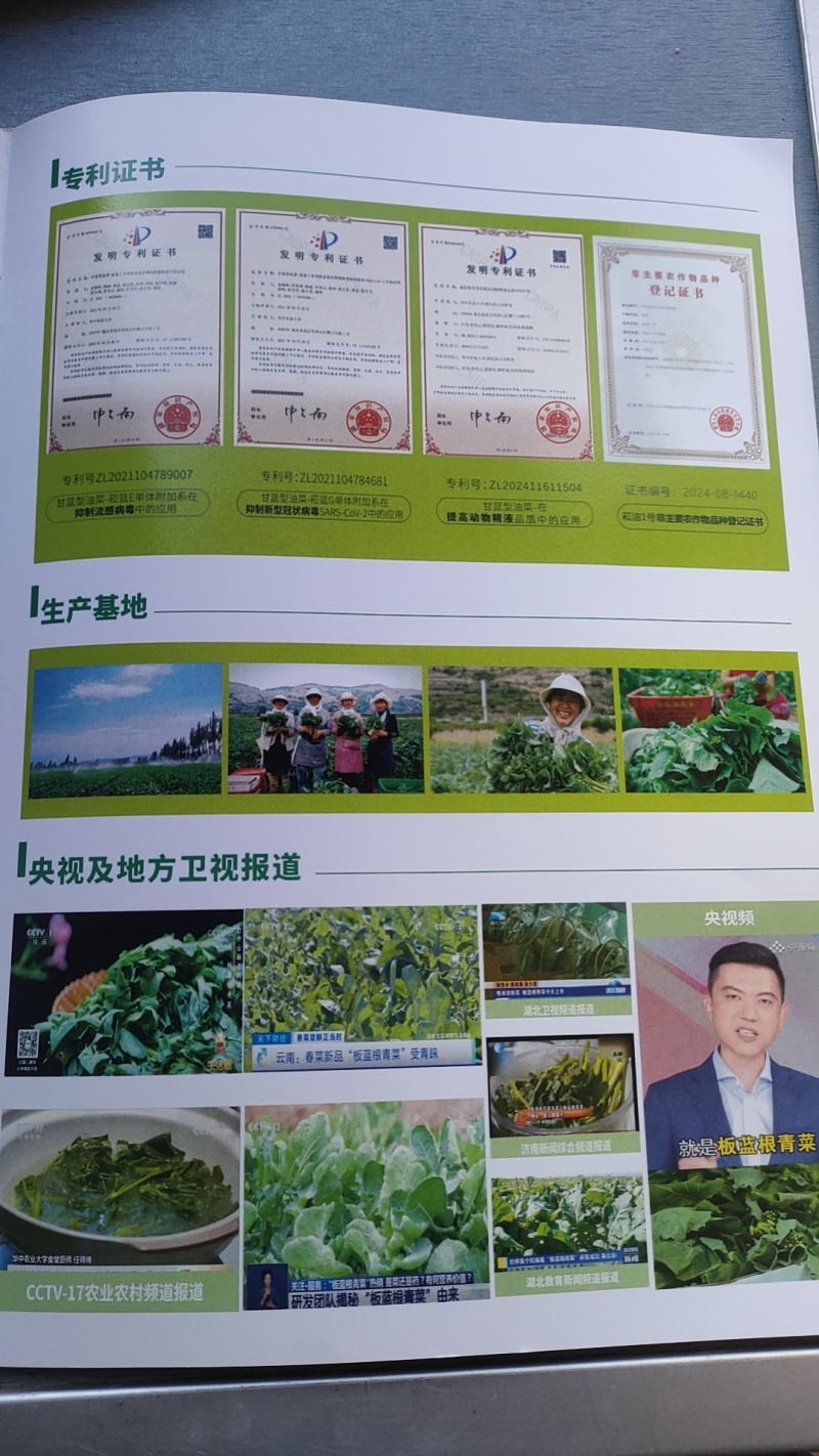 板蓝根青菜