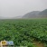 板蓝根青菜