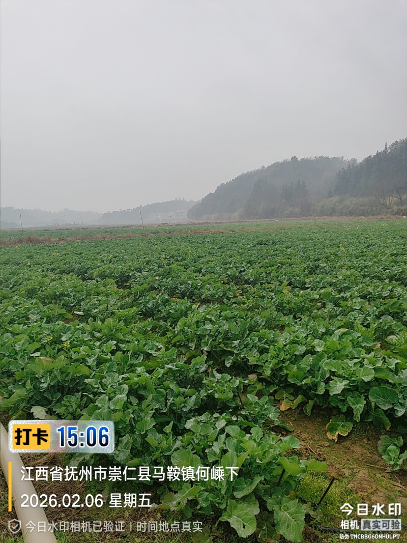 板蓝根青菜