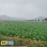 板蓝根青菜