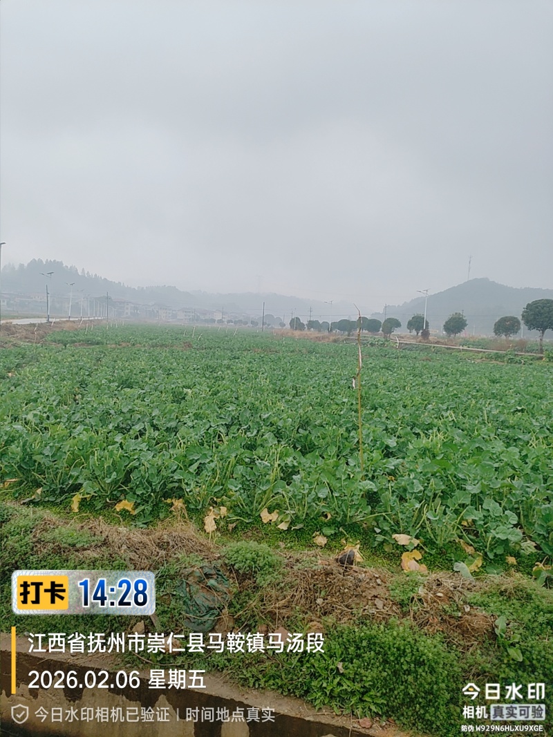 板蓝根青菜