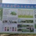 板蓝根青菜