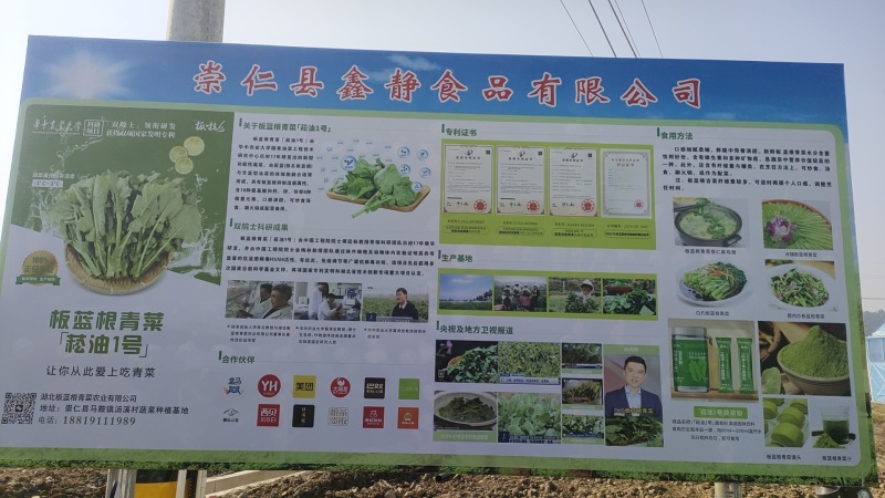 板蓝根青菜