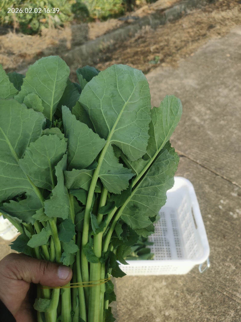 板蓝根青菜
