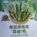 板蓝根青菜