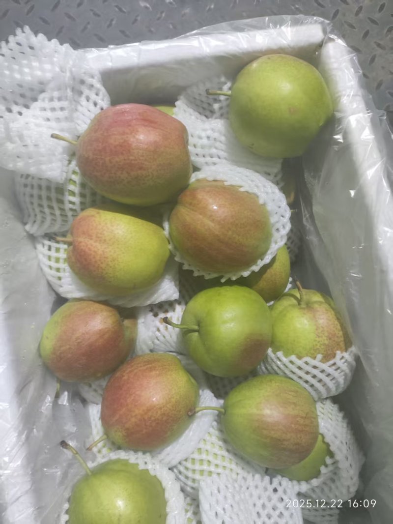 酥梨大量出货中