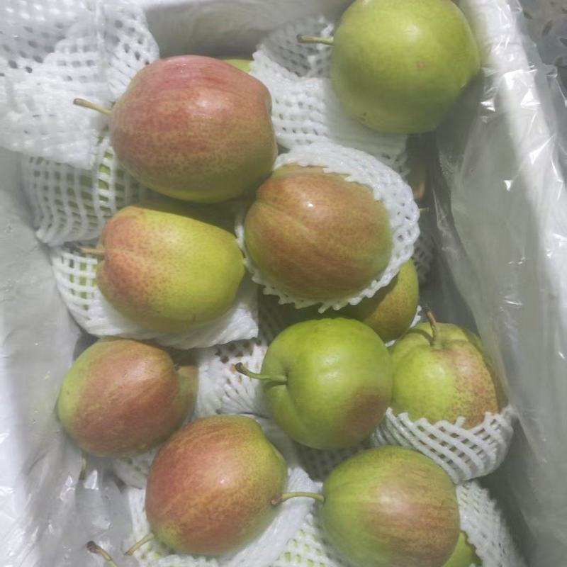 酥梨大量出货中