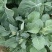 板蓝根青菜