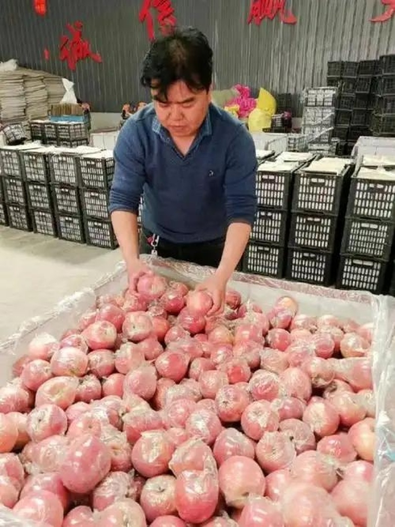 河南本地纸加膜红富士苹果/量大从优/产地直发/诚信经营