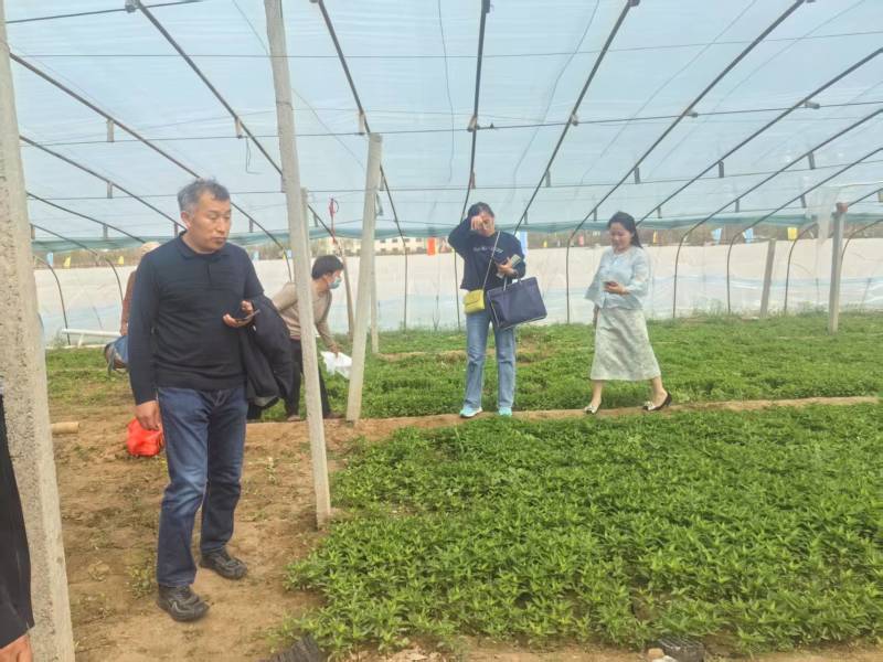 蒜乡红椒万家朝天椒辣椒苗免费技术指导提供销路