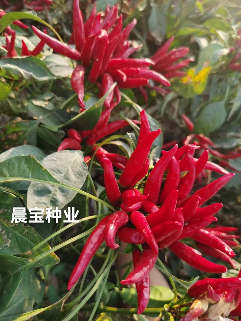 蒜乡红椒万家朝天椒辣椒苗免费技术指导提供销路