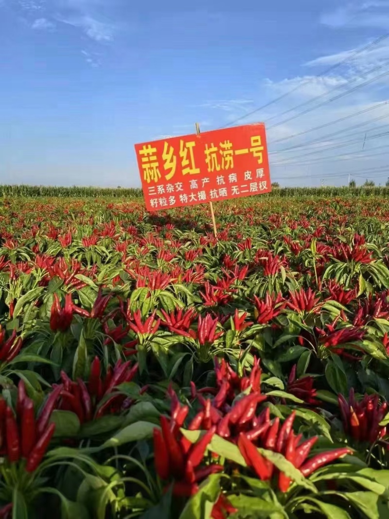 蒜乡红椒万家朝天椒辣椒苗免费技术指导提供销路