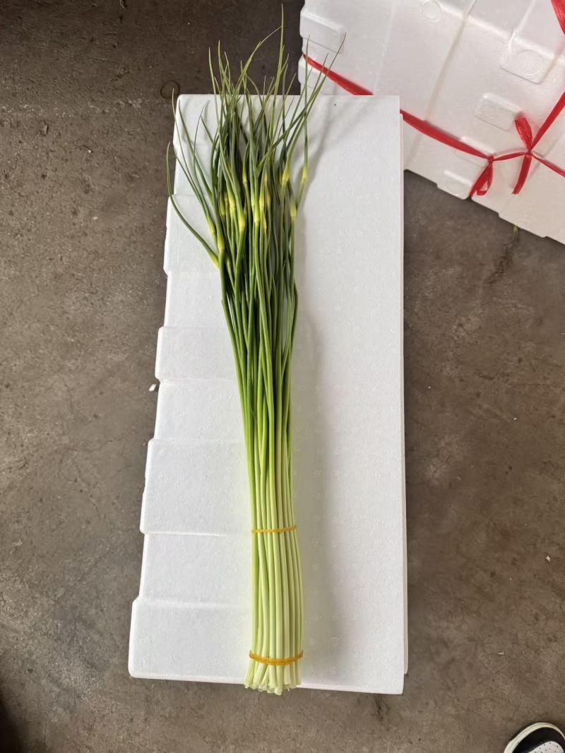新鲜蒜苔露天种植鲜嫩白帽蒜苔云南新鲜蔬菜