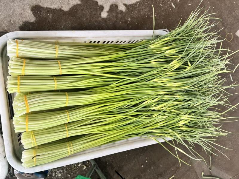 新鲜蒜苔露天种植鲜嫩白帽蒜苔云南新鲜蔬菜