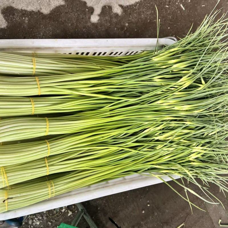 新鲜蒜苔露天种植鲜嫩白帽蒜苔云南新鲜蔬菜