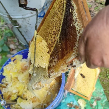 从化高山荔枝蜂蜜