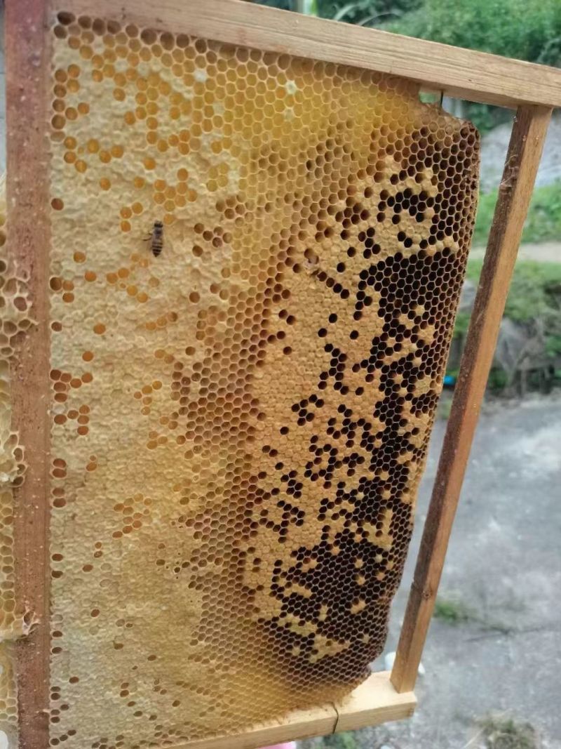 从化高山荔枝蜂蜜