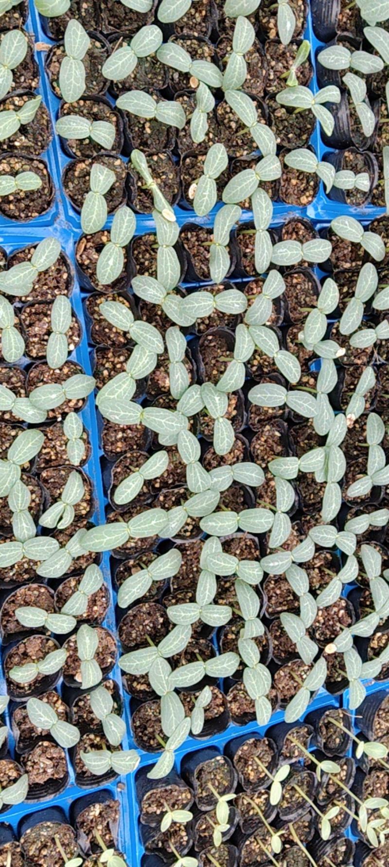 肉丝瓜苗可视频看货质量保证成活率高货源充足欢迎咨询