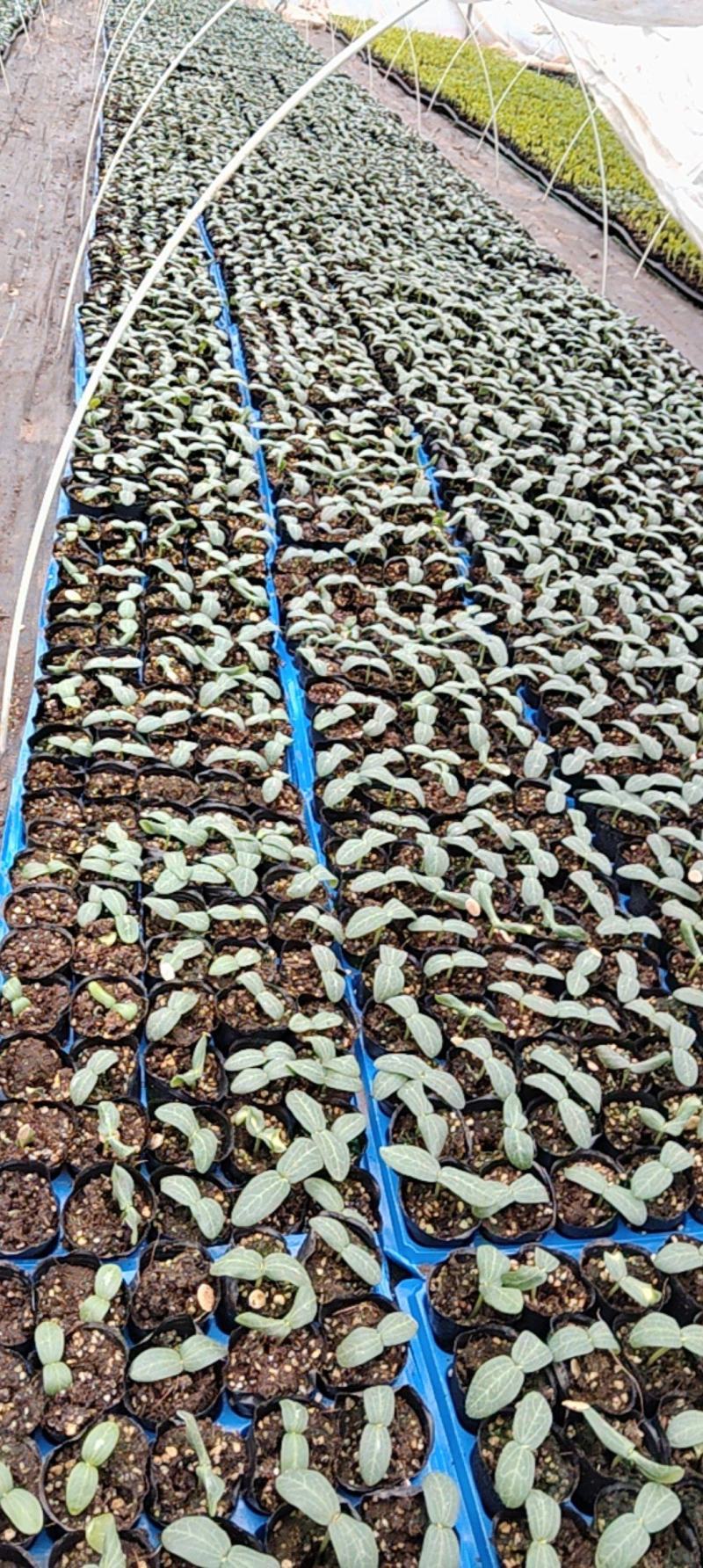 肉丝瓜苗可视频看货质量保证成活率高货源充足欢迎咨询