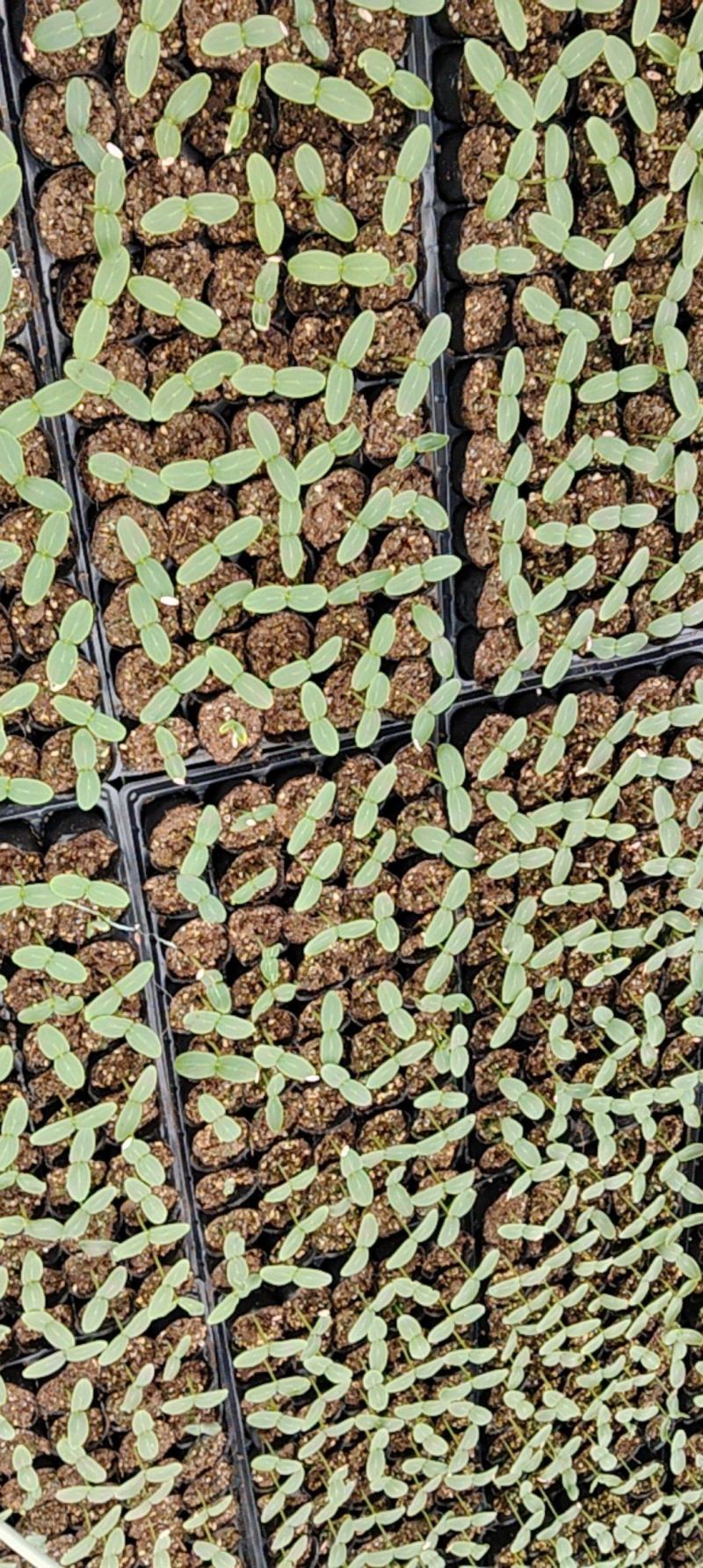 青黄瓜苗/水果黄瓜质量保证货源充足量大从优欢迎咨询