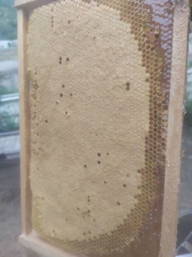 高山果林蜂蜜，荔枝蜜,龙眼蜜,百花蜜,纯花蜜，透亮浓郁