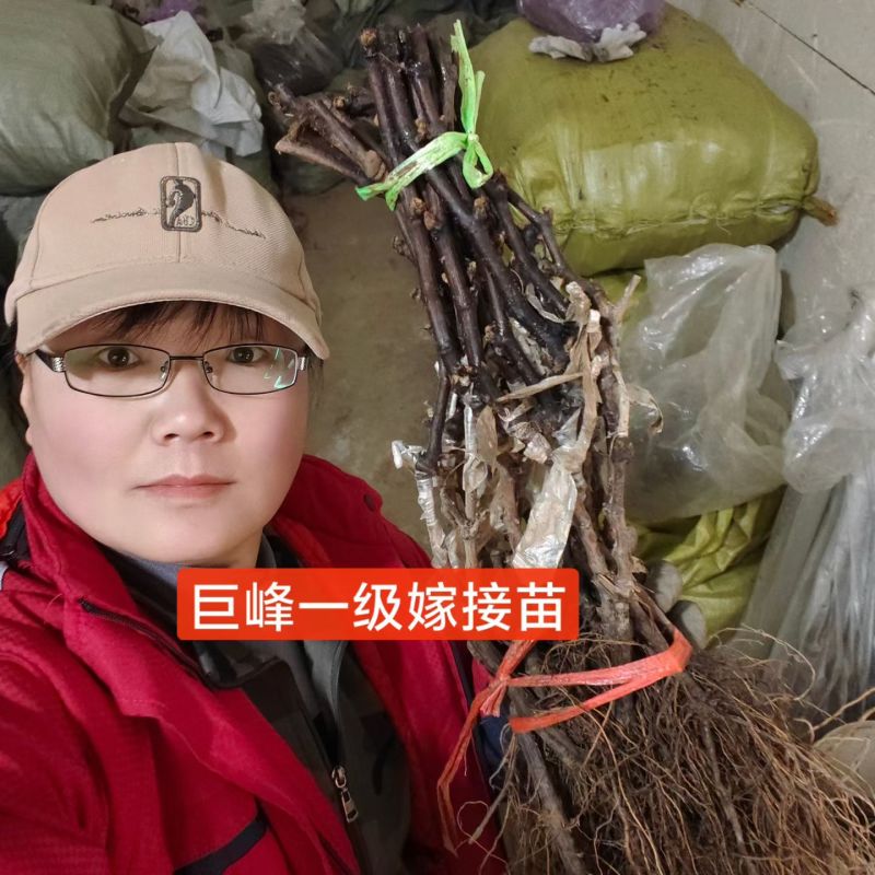 巨峰葡萄苗:大粒晚熟，自家园子产的条繁育，品种纯质量好