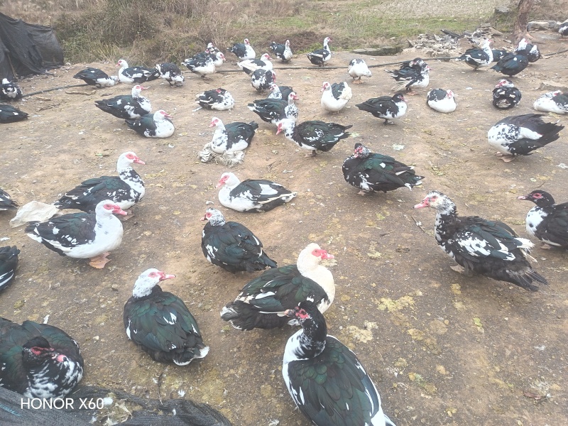 火鸭热卖中，纯粮食散养半年以上