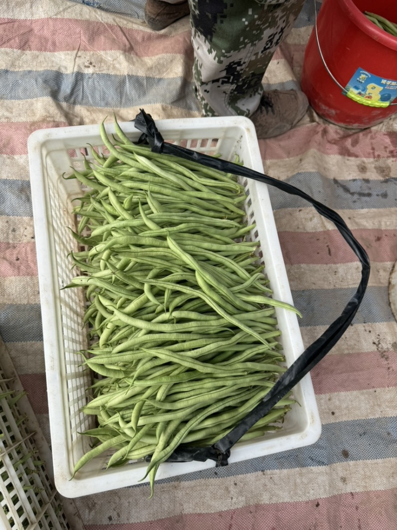 西双版纳无精豆支持拨车
