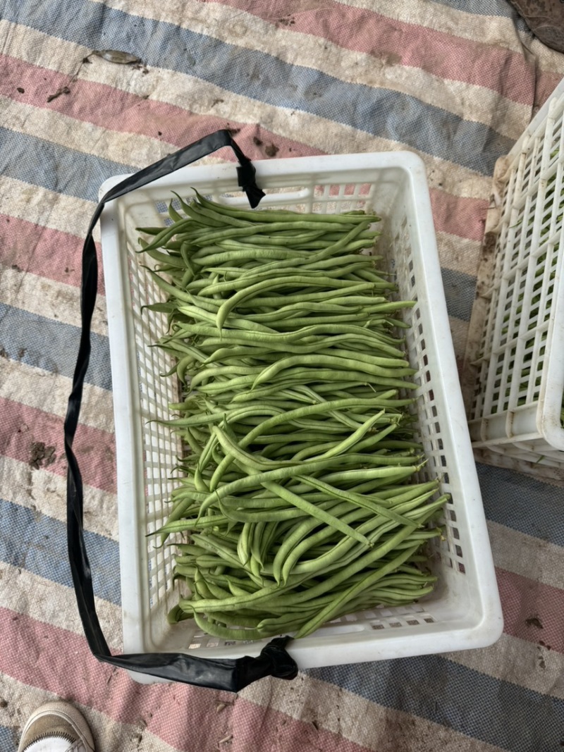 西双版纳无精豆支持拨车
