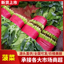 山东大叶菠菜价格实惠规格齐全品质保证欢迎各大老板咨询