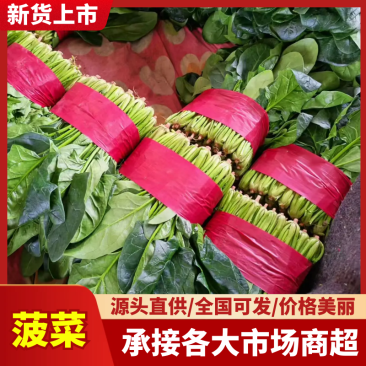 山东大叶菠菜价格实惠规格齐全品质保证欢迎各大老板咨询