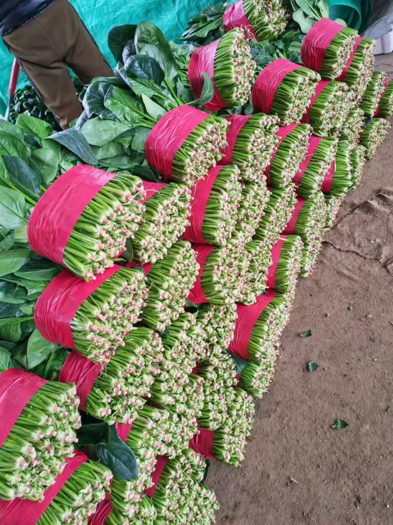 山东大叶菠菜价格实惠规格齐全品质保证欢迎各大老板咨询
