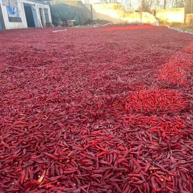 无把精品三樱椒