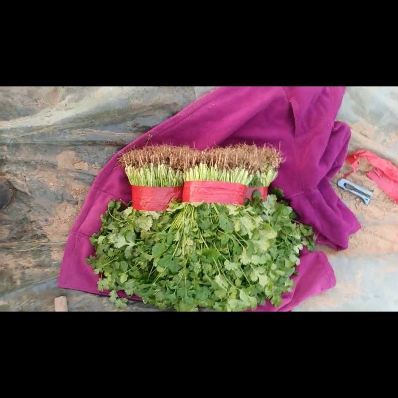 各种蔬菜农户直销，家里都是大棚行业的