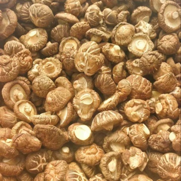 精品干香菇/香菇脚量大从优/一手货源/诚信经营