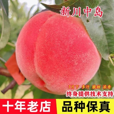 果园直发桃树苗新品种新川中岛中桃9号嫁接苗保真品成活率